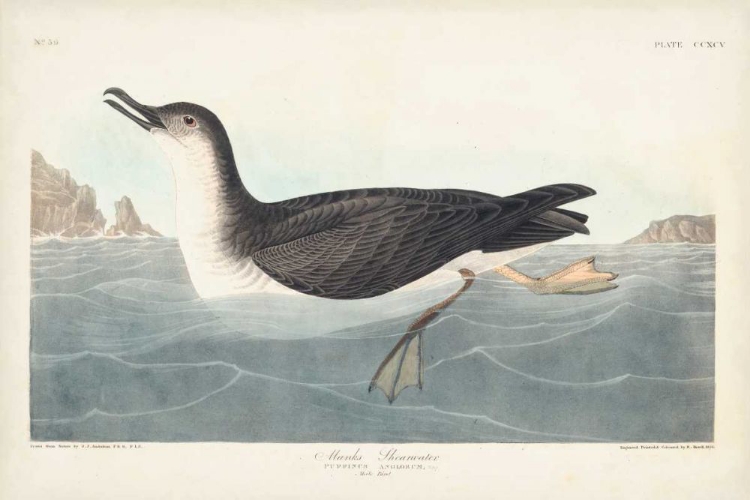 Picture of PL 295 MANKS SHEARWATER