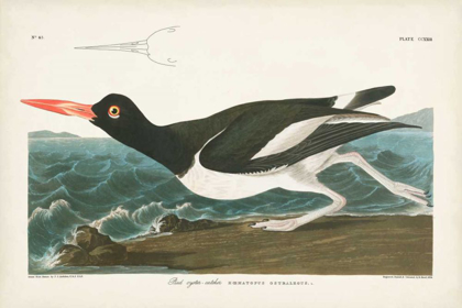 Picture of PL 223 PIED OYSTER CATCHER