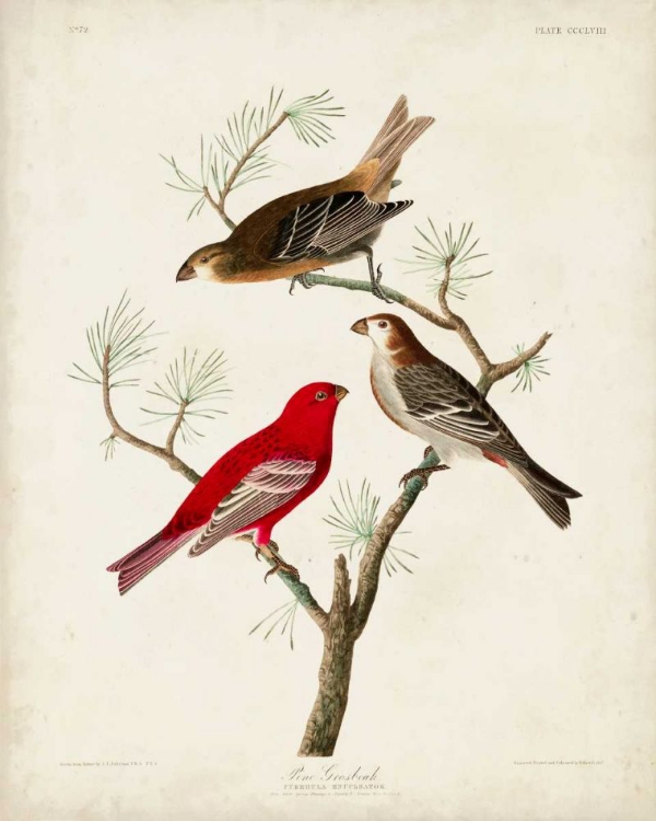 Picture of PL 358 PINE GROSBEAK