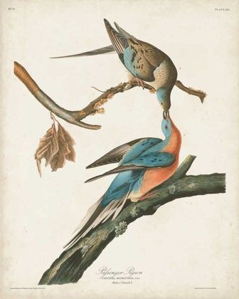 Picture of PL 62 PASSENGER PIGEON