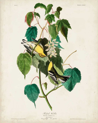 Picture of PL 134 HEMLOCK WARBLER