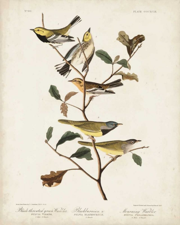 Picture of PL 399 BLACK-THROATED GREEN WARBLER