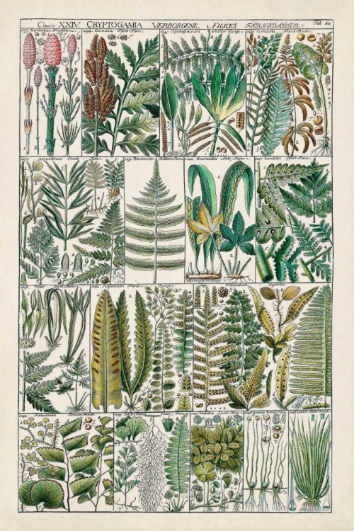 Picture of FERN CHART