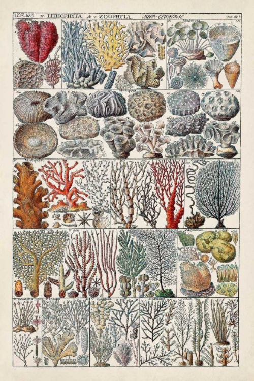 Picture of CORAL CHART