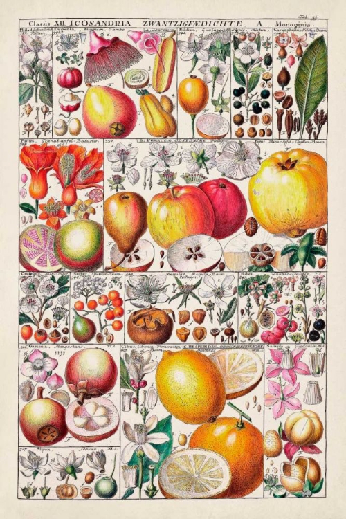 Picture of FRUIT CHART