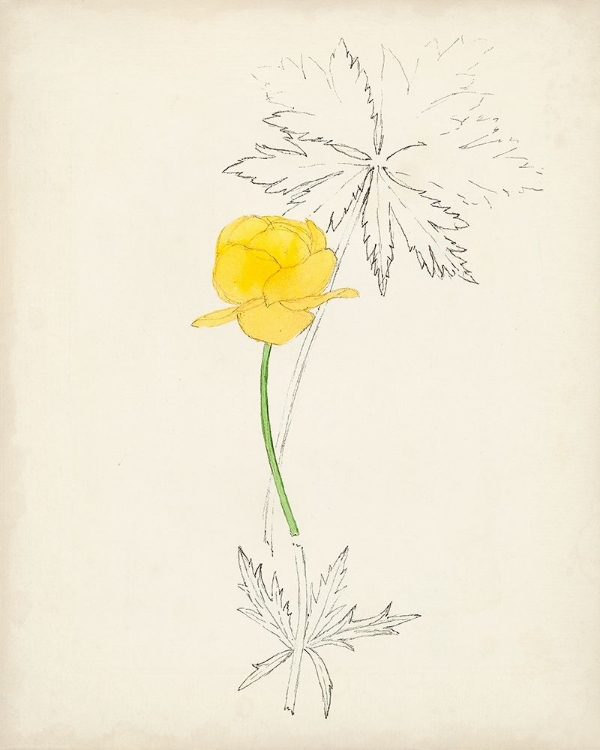 Picture of WATERCOLOR BOTANICAL SKETCHES VII