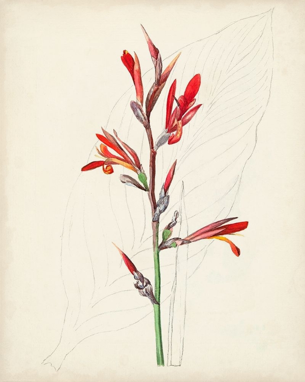 Picture of WATERCOLOR BOTANICAL SKETCHES XII