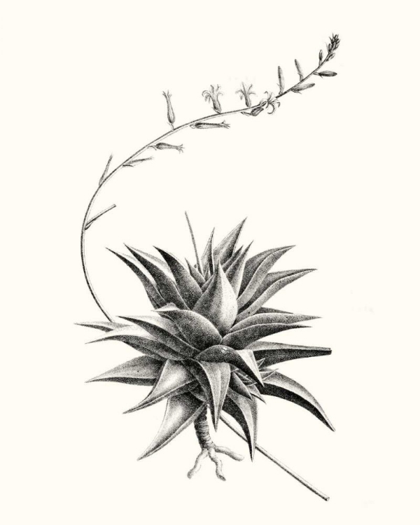 Picture of GRAPHIC SUCCULENTS III