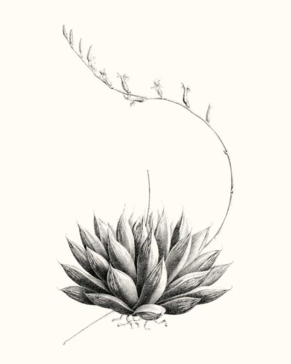 Picture of GRAPHIC SUCCULENTS IV