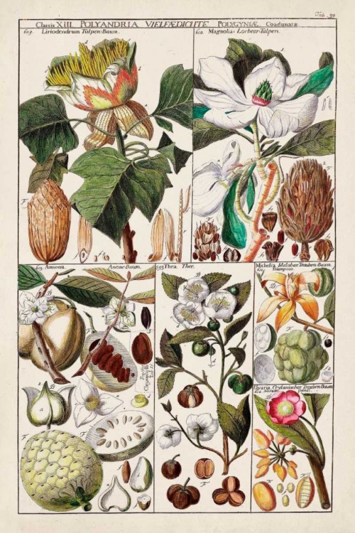 Picture of MAGNOLIA CHART