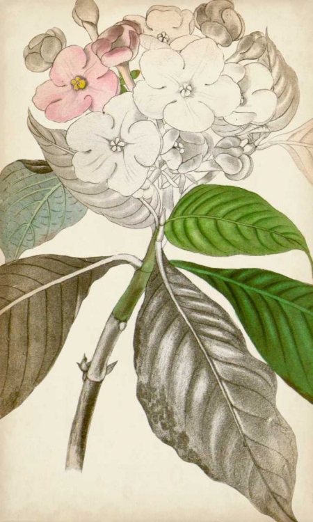 Picture of SILVERY BOTANICALS V