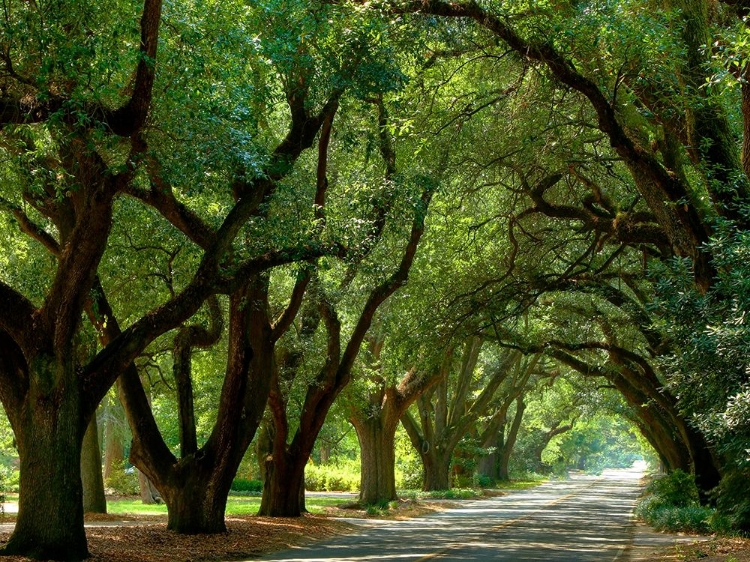 Picture of CANOPY ROAD II