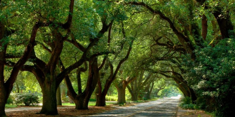 Picture of CANOPY ROAD PANORAMA II