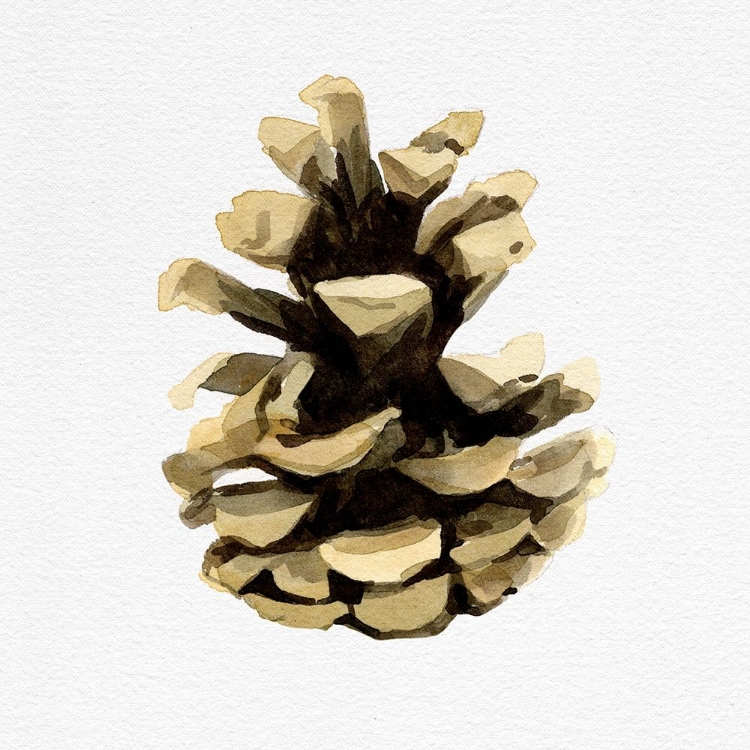 Picture of CONIFER CONE III