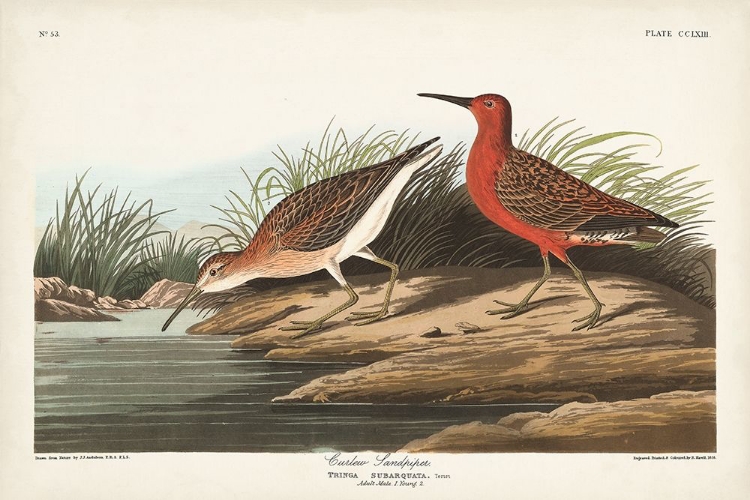 Picture of PL. 263 CURLEW SANDPIPER