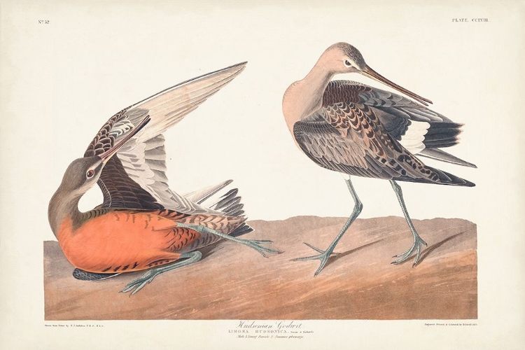 Picture of PL. 258 HUDSONIAN GODWIT