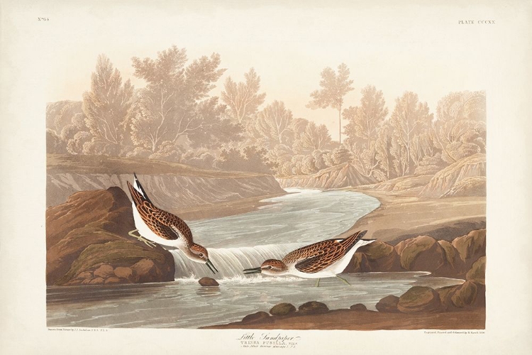 Picture of PL. 320 LITTLE SANDPIPER