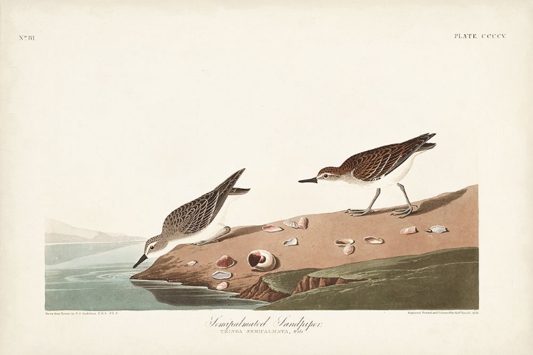 Picture of PL. 405 SEMIPALMATED SANDPIPER