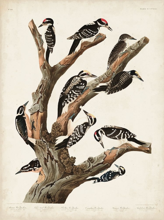 Picture of PL. 417 MARIAS WOODPECKER