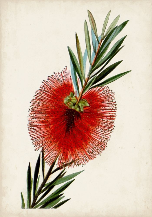 Picture of BOTTLE BRUSH FLOWER III