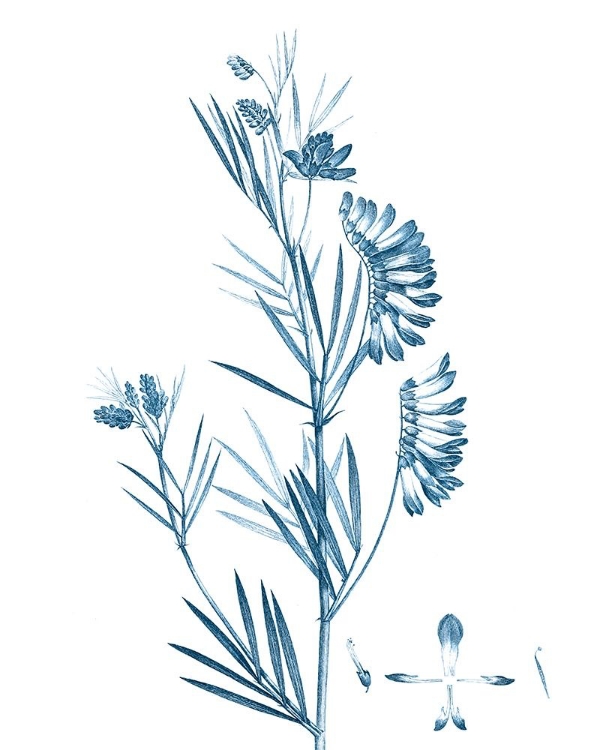 Picture of ANTIQUE BOTANICAL IN BLUE IX