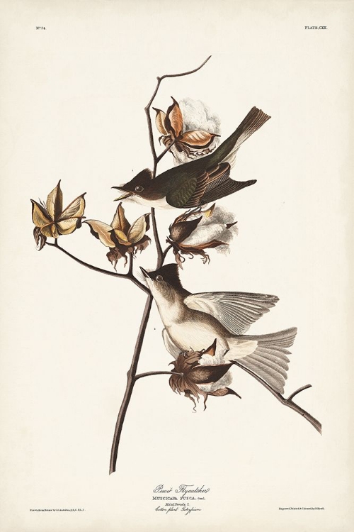 Picture of PL. 120 PEWIT FLYCATCHER