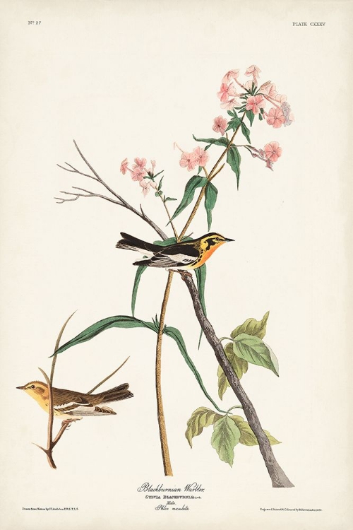 Picture of PL. 135 BLACKBURNIAN WARBLER