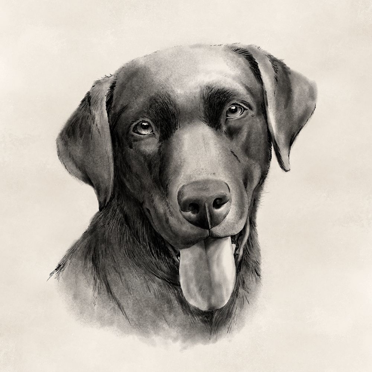 Picture of CHARCOAL LABRADOR I