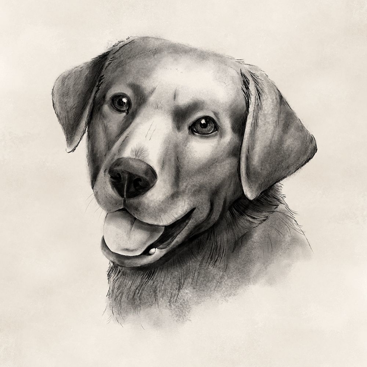 Picture of CHARCOAL LABRADOR II