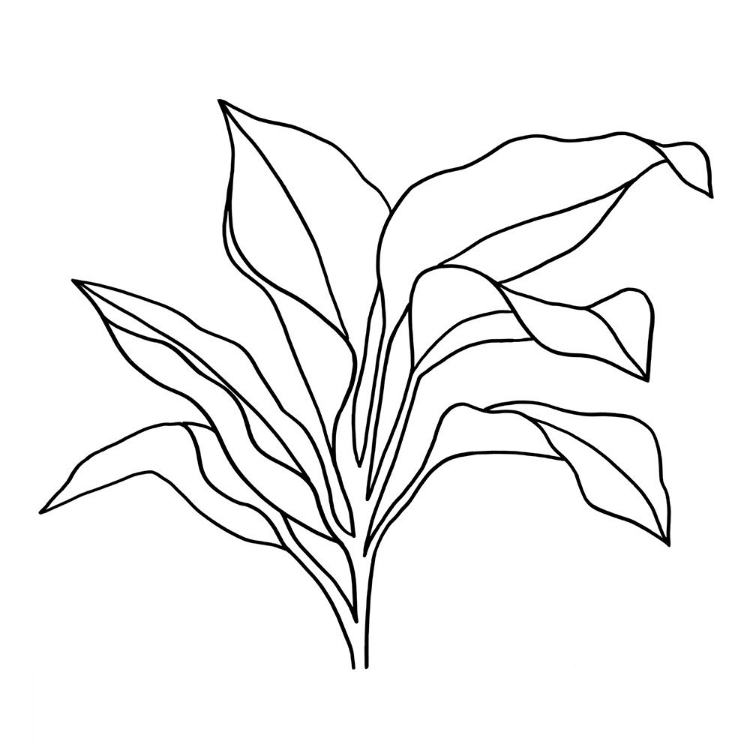 Picture of FOLIAGE CONTOUR I