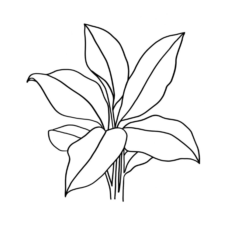 Picture of FOLIAGE CONTOUR II