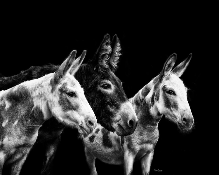 Picture of DONKEY PORTRAIT II