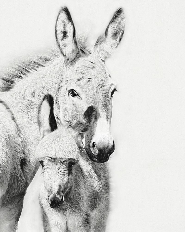 Picture of DONKEY PORTRAIT V