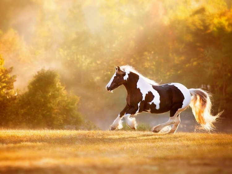 Picture of GOLDEN LIT HORSE II