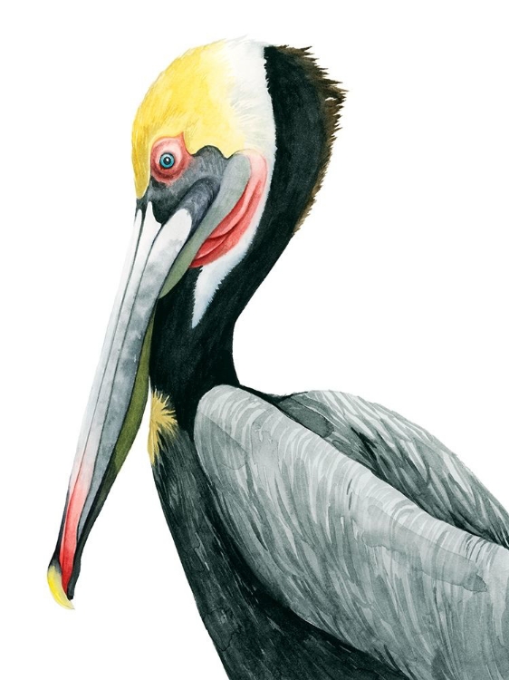 Picture of WATERCOLOR PELICAN II