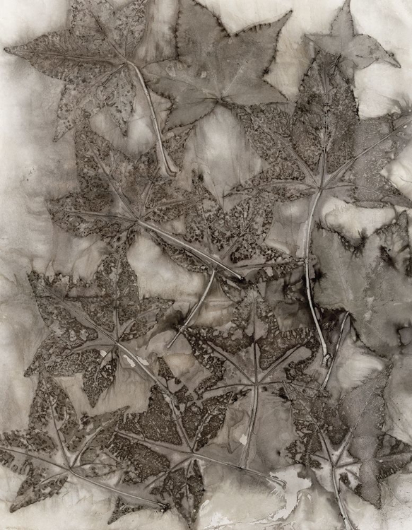 Picture of SWEET GUM LEAVES