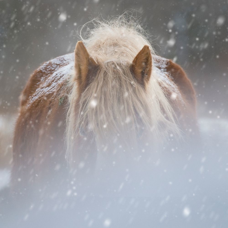 Picture of COLLECTION OF HORSES V