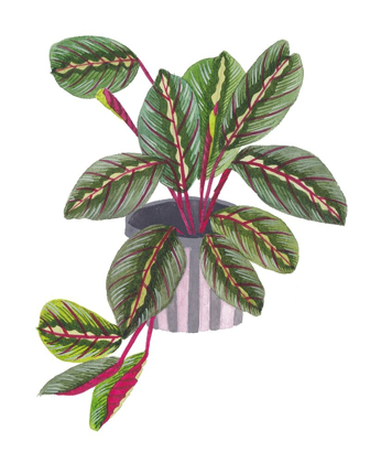 Picture of PRAYER PLANT II