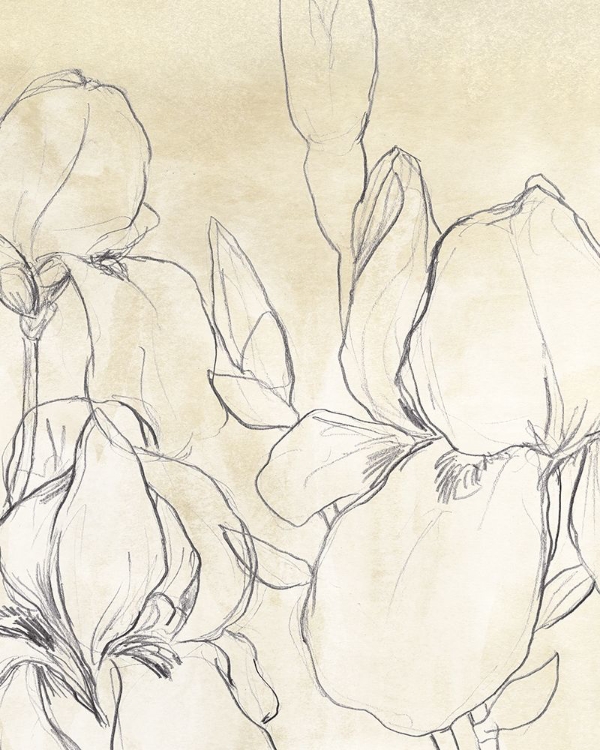 Picture of IRIS GARDEN SKETCH I