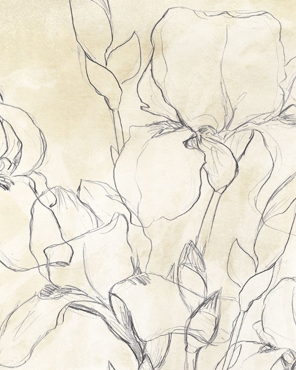 Picture of IRIS GARDEN SKETCH II