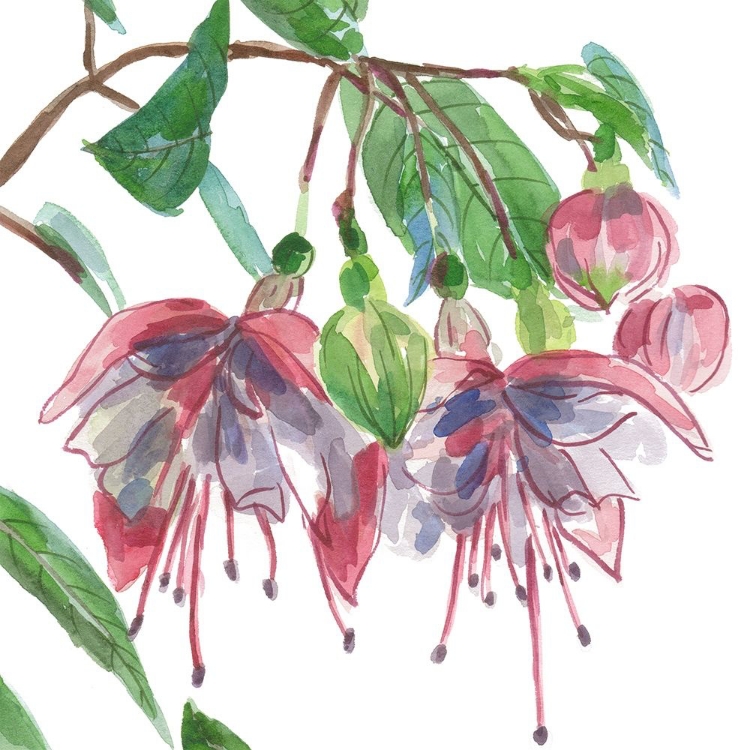 Picture of FUCHSIAS II