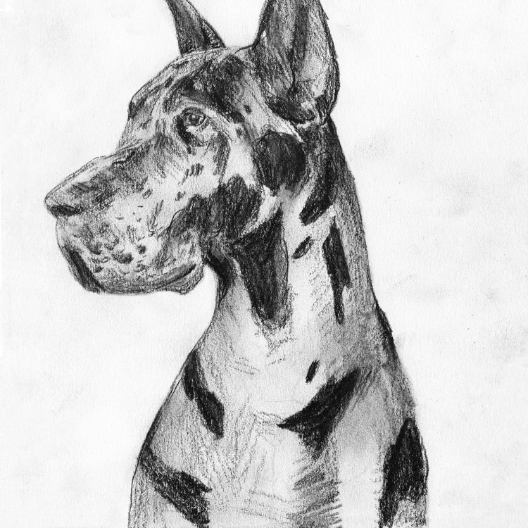 Picture of GREAT DANE PORTRAIT I