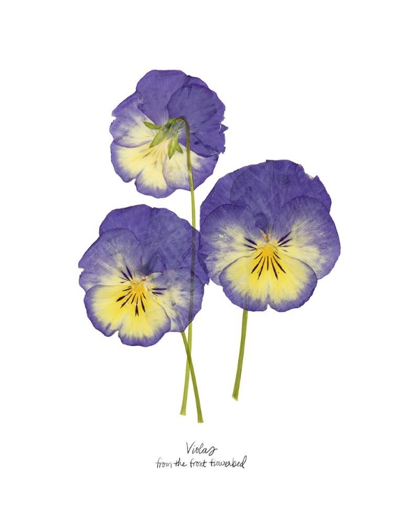 Picture of PRESSED VIOLAS I