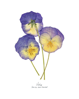 Picture of PRESSED VIOLAS II