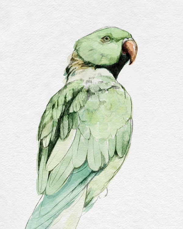 Picture of BRIGHT PARROT PORTRAIT II