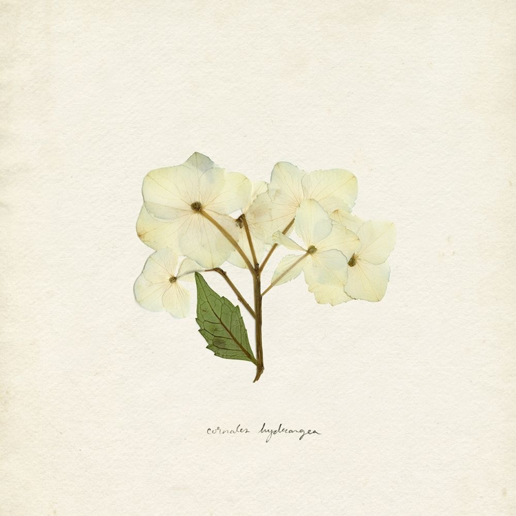 Picture of CORNALES HYDRANGEA I