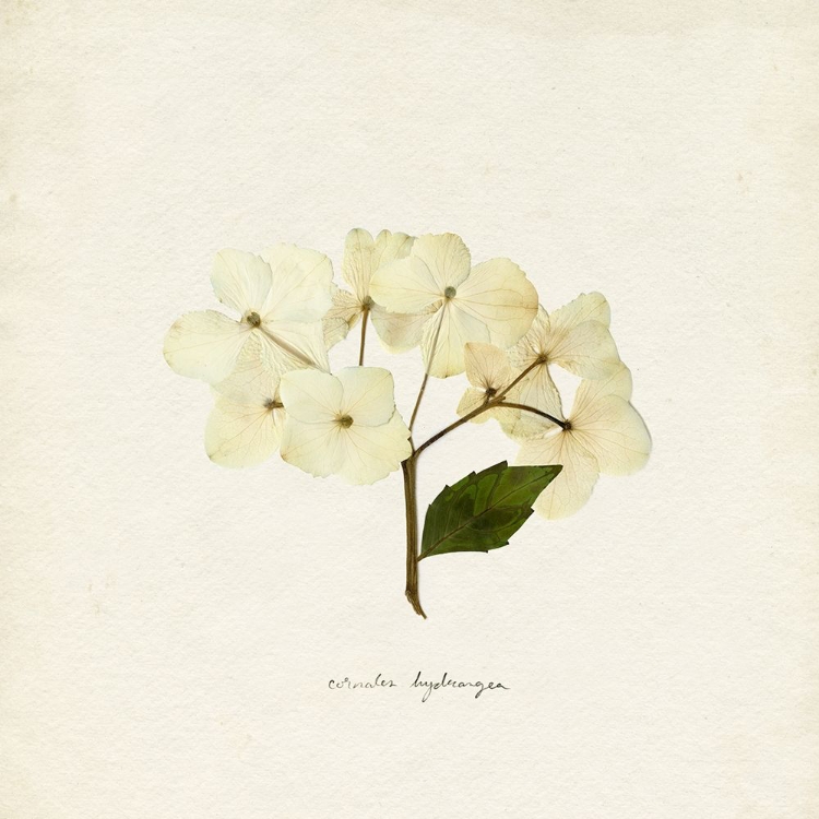 Picture of CORNALES HYDRANGEA II