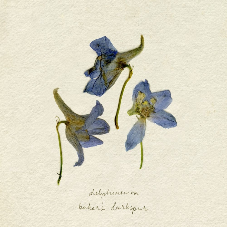 Picture of PRESSED BLUE DELPHINIUM II