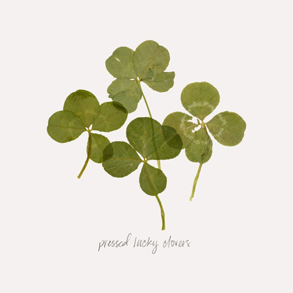 Picture of PRESSED CLOVER I