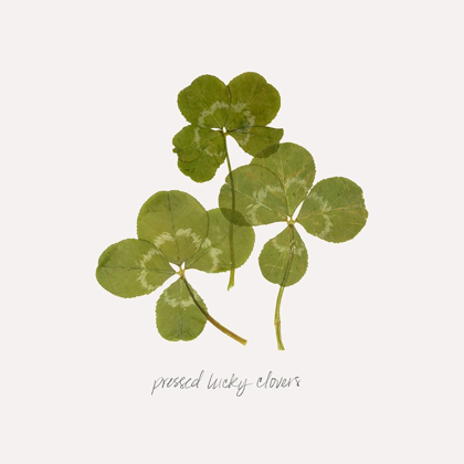 Picture of PRESSED CLOVER II